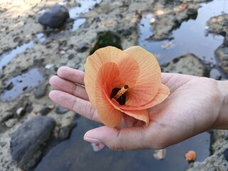 hand holding a yellow hibiscus flower