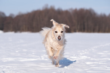 Portrait of a happy golden retriever running in a snowy park. Dog walking in winter on snowdrifts in the forest