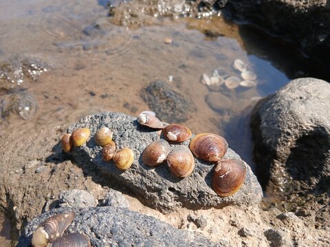 A collection of kepah shellfish with the Latin name Polymesoda erosa is on a rock on the edge of the river