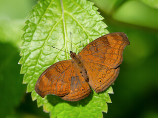イワサキタテハモドキ