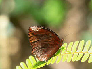 Obraz premium チョウ ルリモンジャノメ