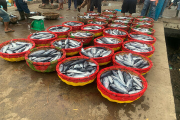 READY EXPORT TO THAILAND