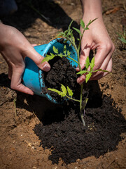  Close-up of hands transplanting a young tomato seedling from a blue pot into garden soil, representing sustainability, gardening, and healthy food practices