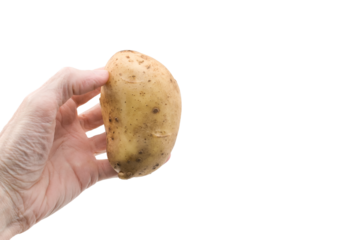 primo piano con mano che regge una patata su sfondo bianco o trasparente