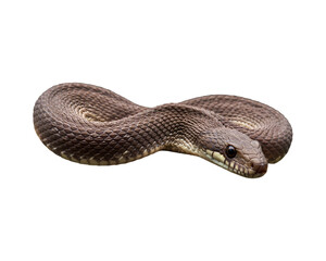 Snake on transparent background