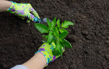 Farmer planting tomatoes in the garden. Planting a plant.