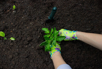 Farmer planting tomatoes in the garden. Planting a plant.