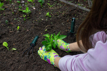 Farmer planting tomatoes in the garden. Planting a plant.