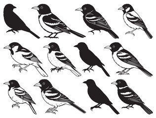 ORIOL BIRDS SILHOUETTE