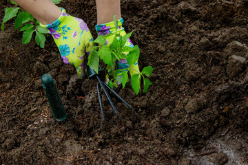 Farmer planting tomatoes in the garden. Planting a plant.