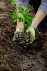 Farmer planting tomatoes in the garden. Planting a plant.