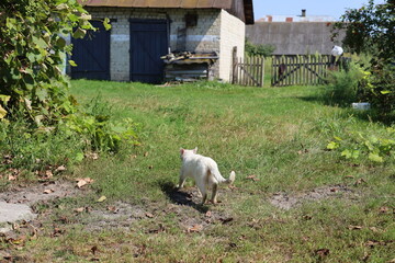 white cat in the farm