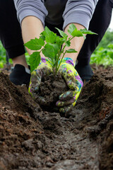 Farmer planting tomatoes in the garden. Planting a plant.