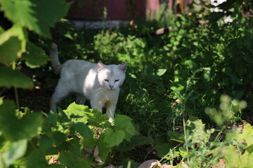 cat in the garden