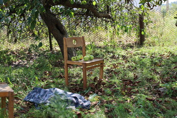 wooden chair in garden