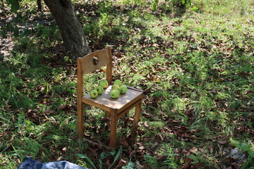 apples in the orchard on a wooden chair