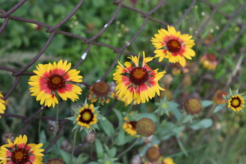 yellow flowers in the garden