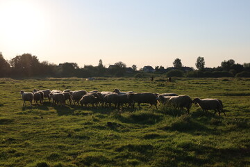 herd of sheep in the village