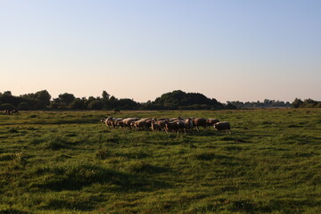 herd of sheep on the field