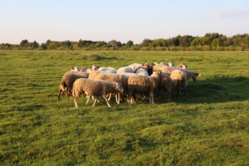 sheep in a field at village