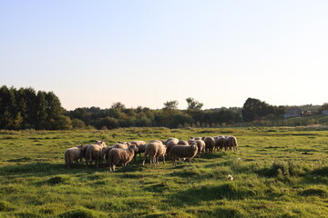 sheep in the field