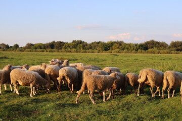 herd of sheep in a field