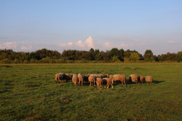 sheep in the field
