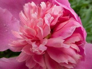Delicate Pink Peony Blossom in Full Bloom