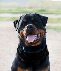 training of rottweiler