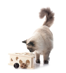 siberian cat in studio