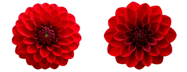 Single blooming red dahlia flower with detailed petals, top-down view, isolated PNG