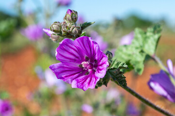 Malva silvestre, flor