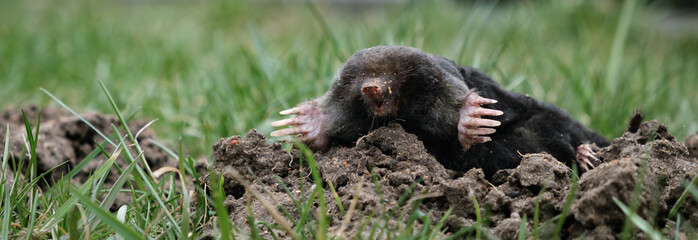 Mole crawling out of molehill above ground. Strong front paws used for digging runs underground. Mole trapping, pest control. Underground creatures damage lawn. Europaea talpa. High quality photo.