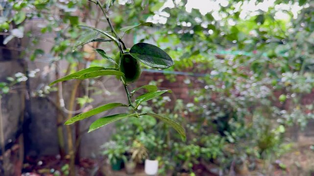 Green Fruitlet Amidst Foliage with Blurred Garden Background