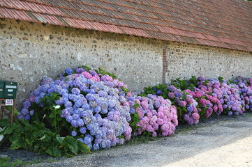 Hortensien in der Normandie