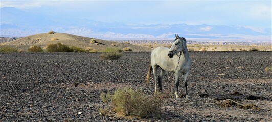White horse in Andes desert near Huaco, San Juan province, Argentina