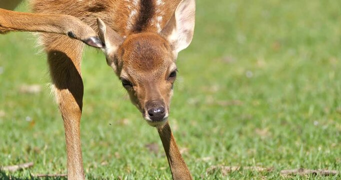 itchy fawn , young spotted  deer scratching ear  in the field