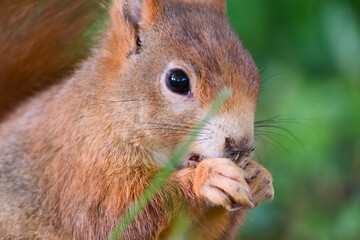 cute red squirrel close-up portrait	