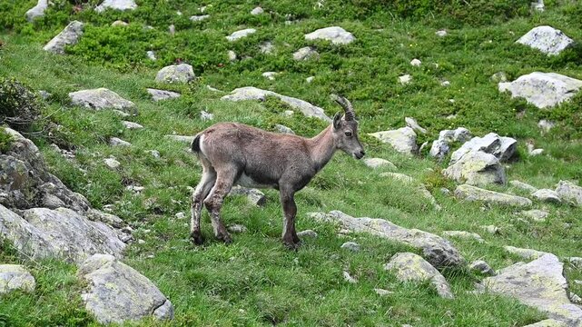 Junge Bergziege