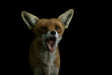 a yawning red fox portrait in front of a black background