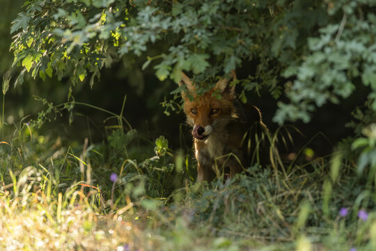 a red fox hiding in a bush