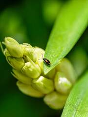 Striped flea beetle