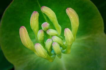 Unique plant growth captured in vibrant green hues