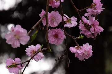 Spring blossom of pink sakura cherry tree in the garden