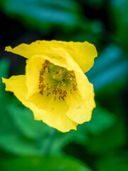 Bright yellow flower, nature's beauty