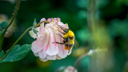 Bee exploring pink flower in spring