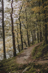 A Husky dog walks in an autumn forest in Scotland after a rainstorm