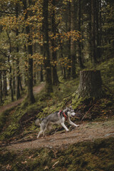 A Husky dog walks in an autumn forest in Scotland after a rainstorm