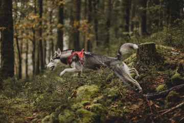 A Husky dog walks in an autumn forest in Scotland after a rainstorm