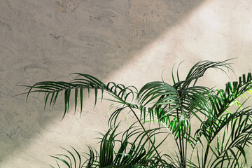 Delicate palm leaves bask in a soft beam of sunlight against a textured wall, creating a calm natural atmosphere and inviting a sense of serenity.
